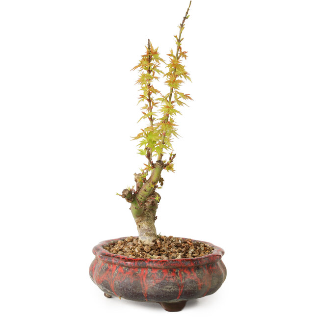 Acer palmatum Kotohime, 19 cm, ± 10 años de edad