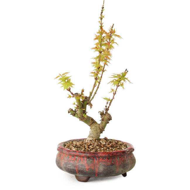Acer palmatum Kotohime, 19 cm, ± 10 jaar oud