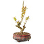 Acer palmatum Kotohime, 19 cm, ± 10 jaar oud