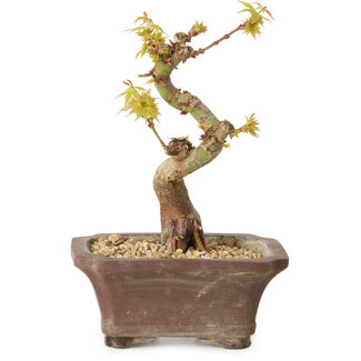 Acer palmatum Kotohime, 12 cm, ± 10 years old