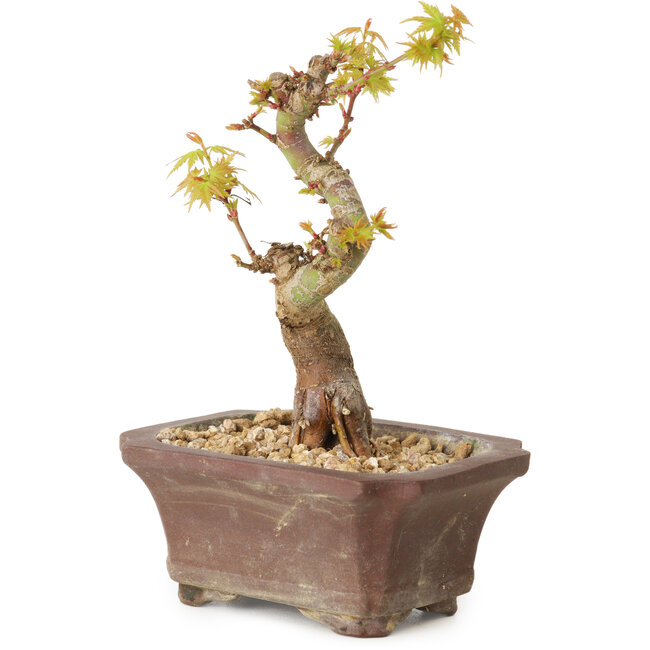 Acer palmatum Kotohime, 12 cm, ± 10 años de edad