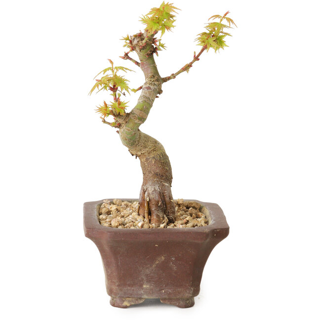 Acer palmatum Kotohime, 12 cm, ± 10 jaar oud
