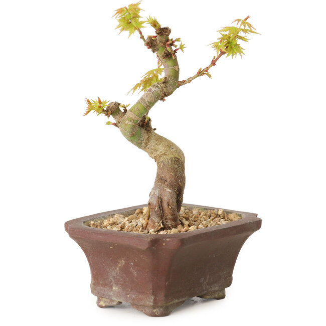 Acer palmatum Kotohime, 12 cm, ± 10 anni
