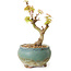 Acer palmatum Kotohime, 12 cm, ± 10 años de edad