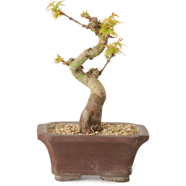 Acer palmatum Kotohime, 12 cm, ± 10 años de edad
