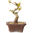 Acer palmatum Kotohime, 12 cm, ± 10 Jahre alt