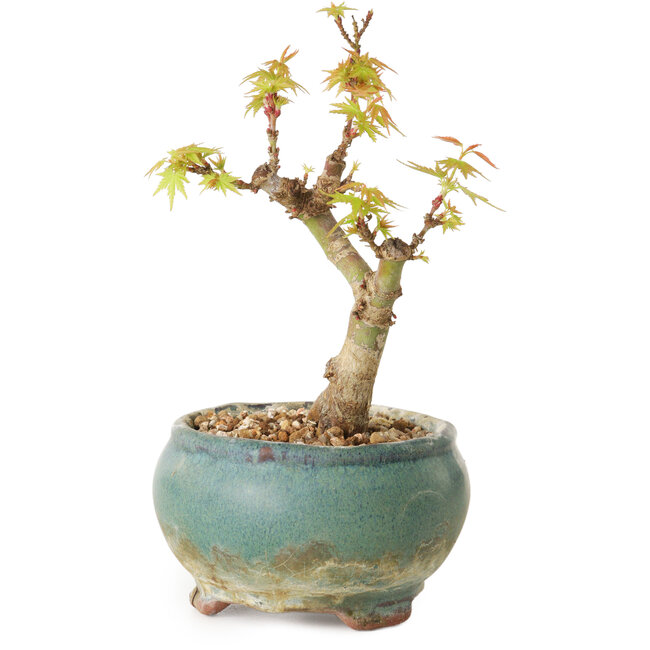 Acer palmatum Kotohime, 12 cm, ± 10 Jahre alt