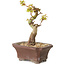 Acer palmatum Kotohime, 12 cm, ± 10 años de edad