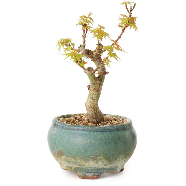 Acer palmatum Kotohime, 12 cm, ± 10 años de edad