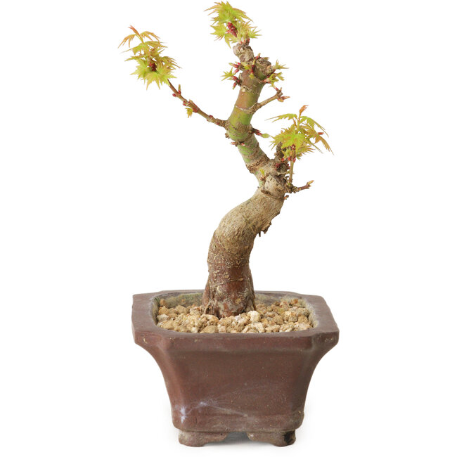 Acer palmatum Kotohime, 12 cm, ± 10 anni