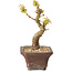Acer palmatum Kotohime, 12 cm, ± 10 jaar oud