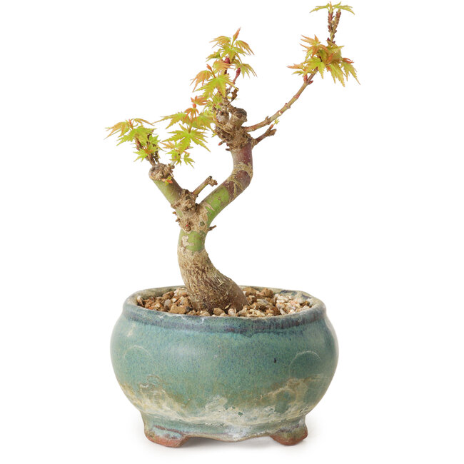 Acer palmatum Kotohime, 12 cm, ± 10 years old