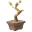 Acer palmatum Kotohime, 12 cm, ± 10 years old