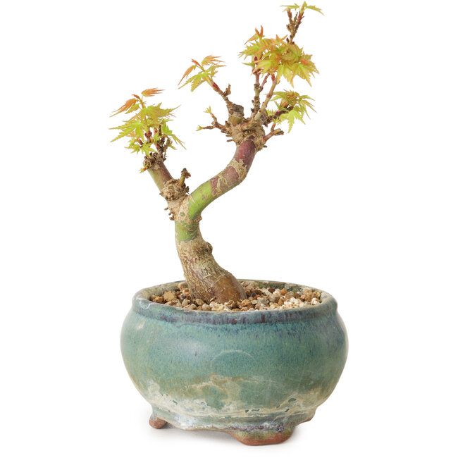 Acer palmatum Kotohime, 12 cm, ± 10 Jahre alt