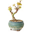 Acer palmatum Kotohime, 12 cm, ± 10 Jahre alt