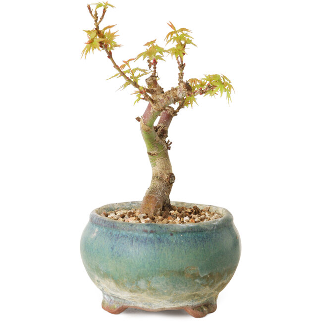 Acer palmatum Kotohime, 12 cm, ± 10 years old