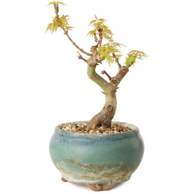 Acer palmatum Kotohime, 12 cm, ± 10 Jahre alt