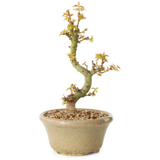 Acer palmatum Kotohime, 17 cm, ± 10 años de edad