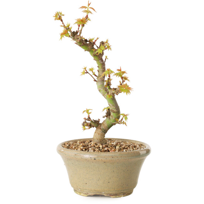 Acer palmatum Kotohime, 17 cm, ± 10 años de edad