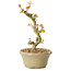 Acer palmatum Kotohime, 17 cm, ± 10 años de edad