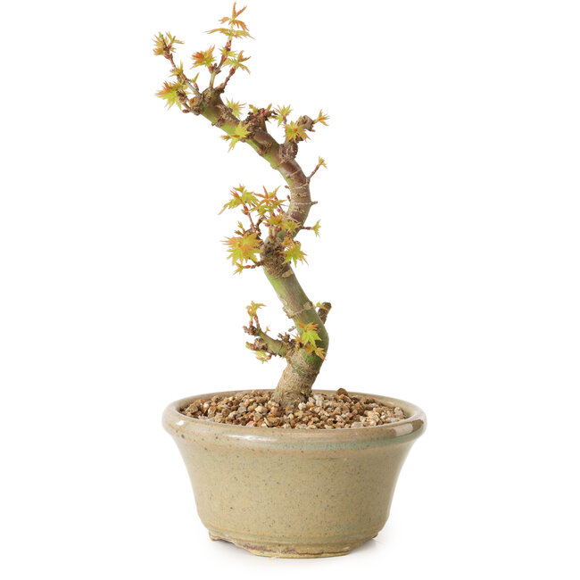 Acer palmatum Kotohime, 17 cm, ± 10 años de edad