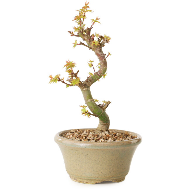 Acero palmato Kotohime, 17 cm, ± 10 anni