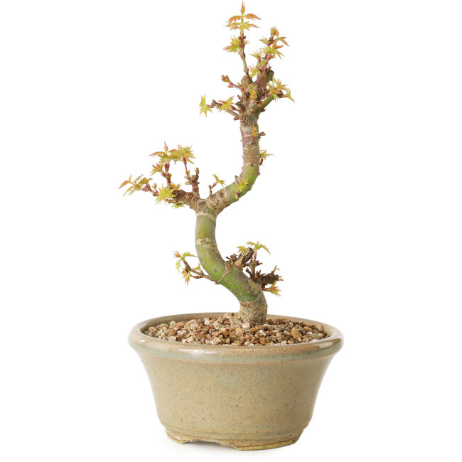 Acero palmato Kotohime, 17 cm, ± 10 anni