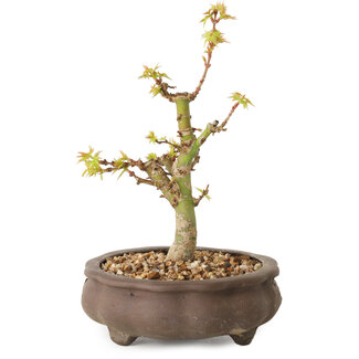 Acer palmatum Kotohime, 14,5 cm, ± 10 years old