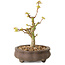 Acer palmatum Kotohime, 14,5 cm, ± 10 ans