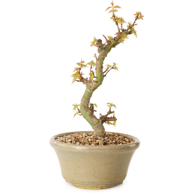 Acero palmato Kotohime, 17 cm, ± 10 anni