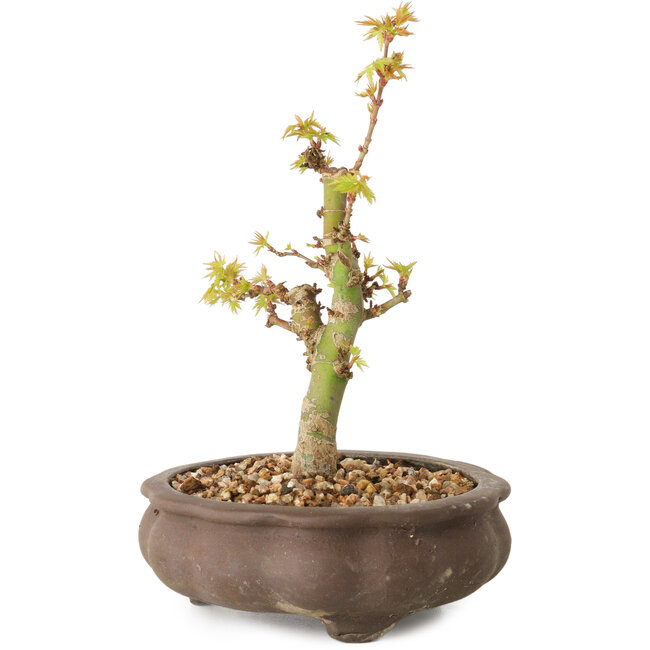 Acer palmatum Kotohime, 14,5 cm, ± 10 años de edad