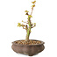Acer palmatum Kotohime, 14,5 cm, ± 10 years old