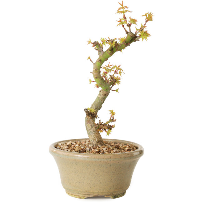 Acer palmatum Kotohime, 17 cm, ± 10 años de edad