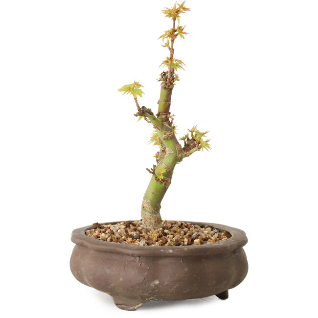Acer palmatum Kotohime, 14,5 cm, ± 10 anni