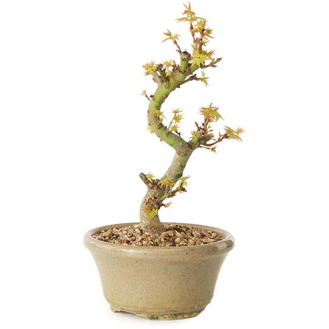 Acero palmato Kotohime, 17 cm, ± 10 anni