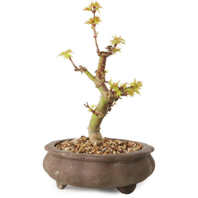 Acer palmatum Kotohime, 14,5 cm, ± 10 jaar oud