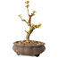 Acer palmatum Kotohime, 14,5 cm, ± 10 Jahre alt