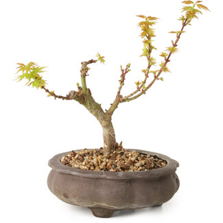 Acer palmatum Kotohime, 14,5 cm, ± 10 Jahre alt