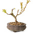Acer palmatum Kotohime, 14,5 cm, ± 10 years old