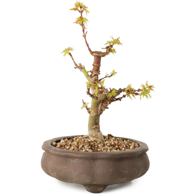 Acer palmatum Kotohime, 14,5 cm, ± 10 años de edad