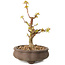 Acer palmatum Kotohime, 14,5 cm, ± 10 ans