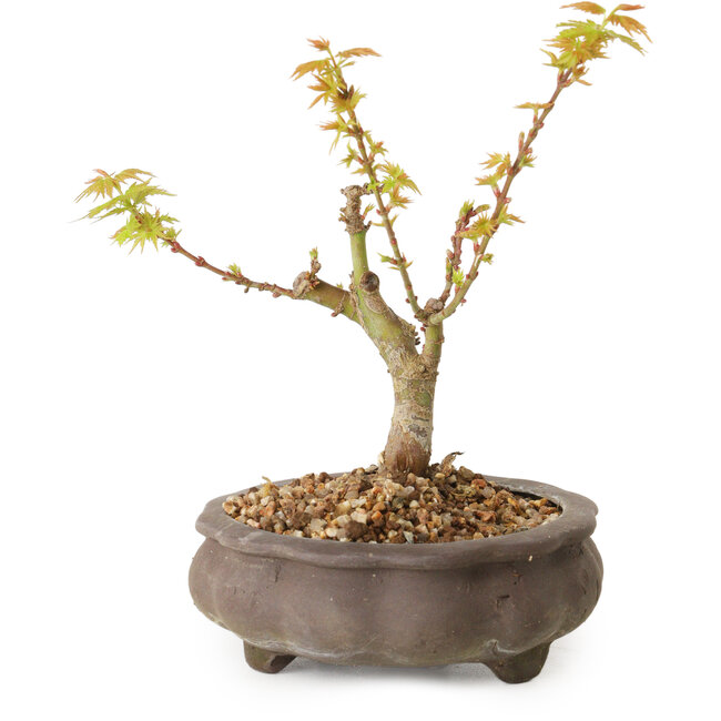 Acer palmatum Kotohime, 14,5 cm, ± 10 anni