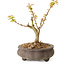 Acer palmatum Kotohime, 14,5 cm, ± 10 anni