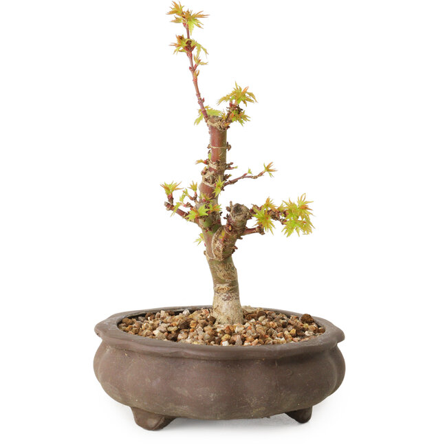 Acer palmatum Kotohime, 14,5 cm, ± 10 Jahre alt