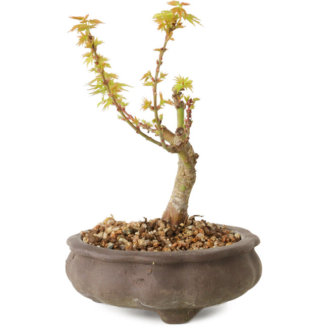 Acer palmatum Kotohime, 14,5 cm, ± 10 years old
