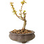 Acer palmatum Kotohime, 14,5 cm, ± 10 years old