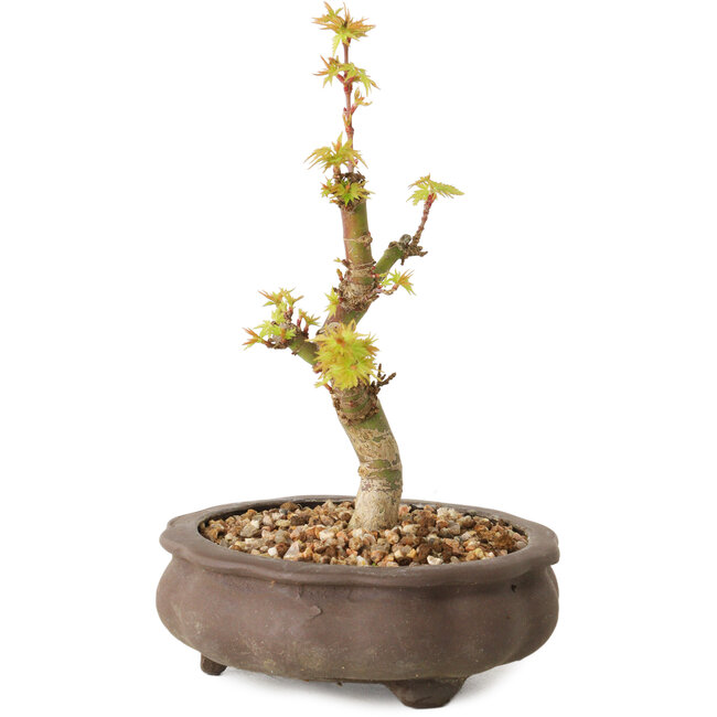 Acer palmatum Kotohime, 14,5 cm, ± 10 anni