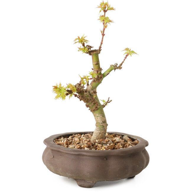 Acer palmatum Kotohime, 14,5 cm, ± 10 Jahre alt