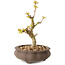 Acer palmatum Kotohime, 14,5 cm, ± 10 Jahre alt