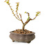 Acer palmatum Kotohime, 14,5 cm, ± 10 anni